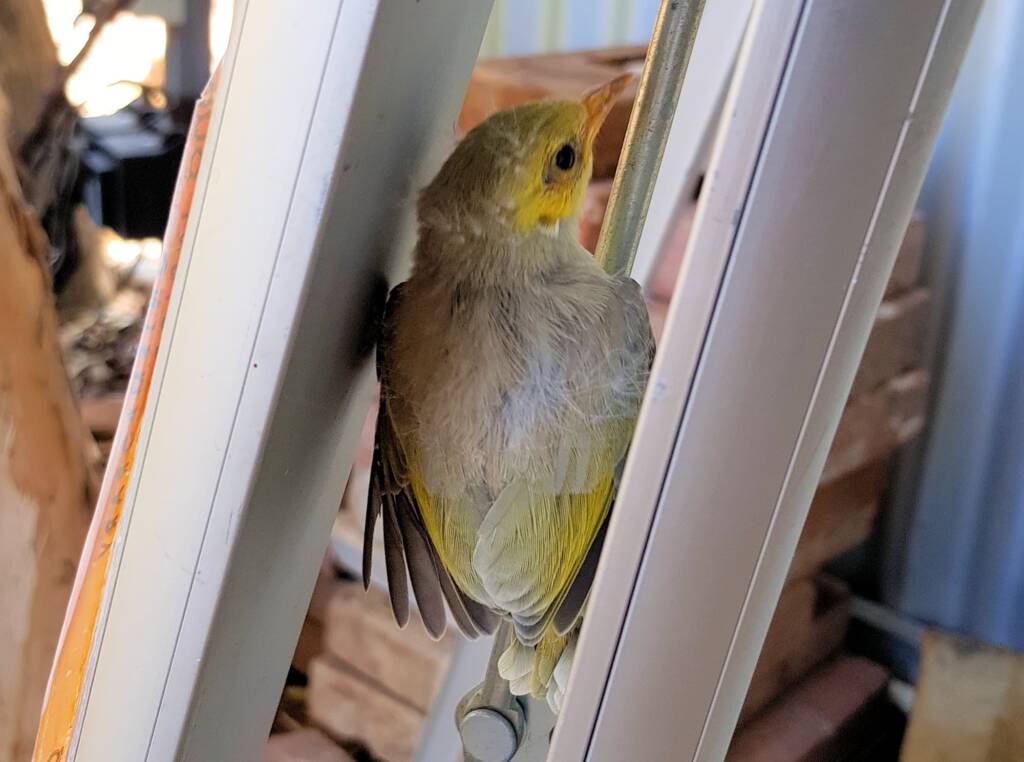Juvenile White-plumed Honeyeater (Ptilotula penicillata), Alice Springs, NT