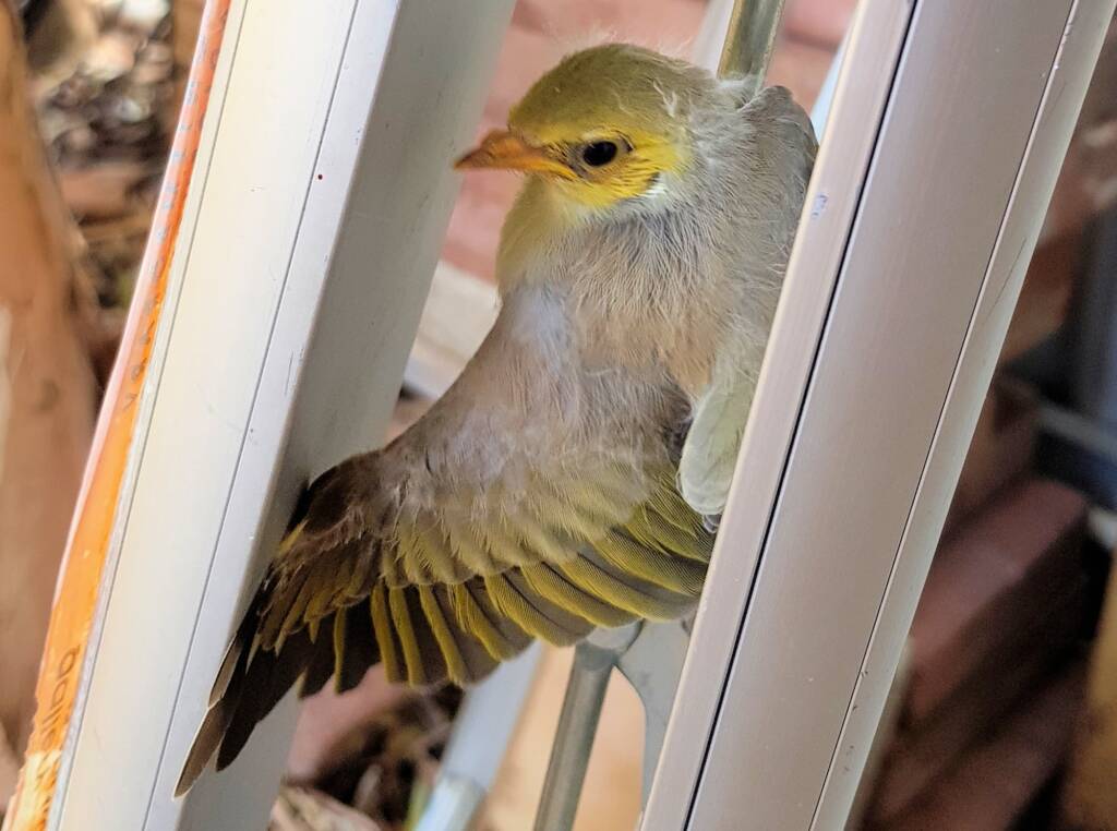 Juvenile White-plumed Honeyeater (Ptilotula penicillata), Alice Springs, NT