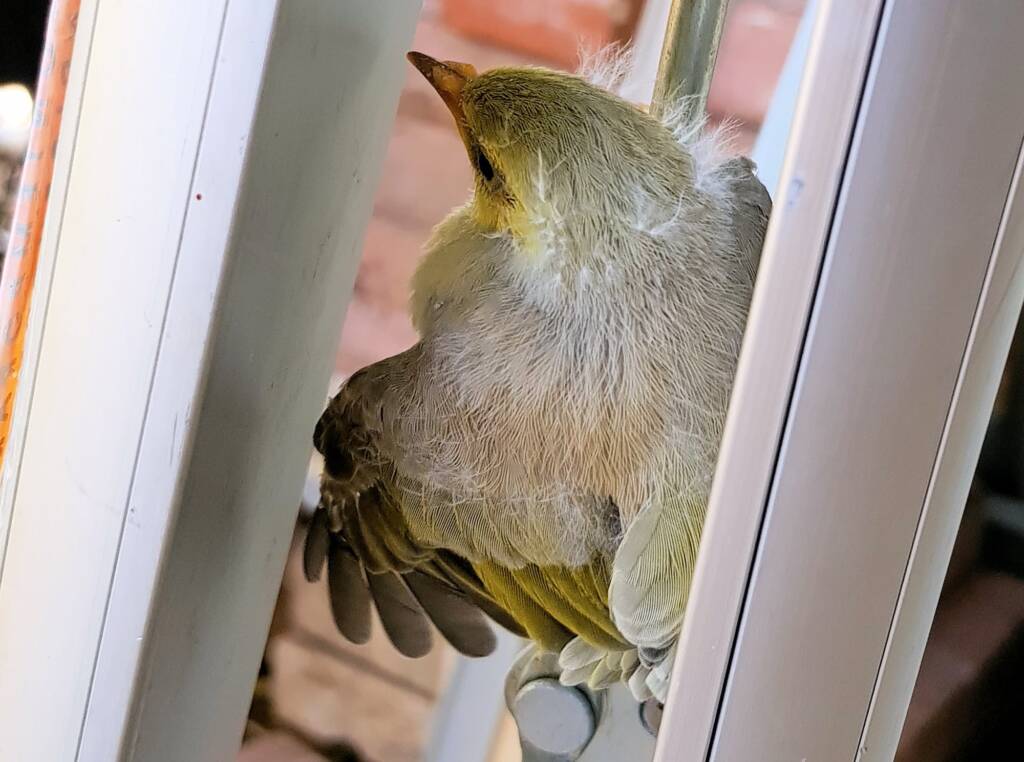 Juvenile White-plumed Honeyeater (Ptilotula penicillata), Alice Springs, NT