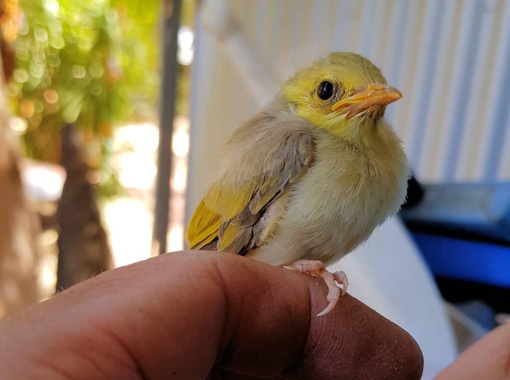 Juvenile White-plumed Honeyeater (Ptilotula penicillata), Alice Springs, NT