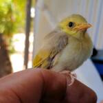 Juvenile White-plumed Honeyeater (Ptilotula penicillata), Alice Springs, NT