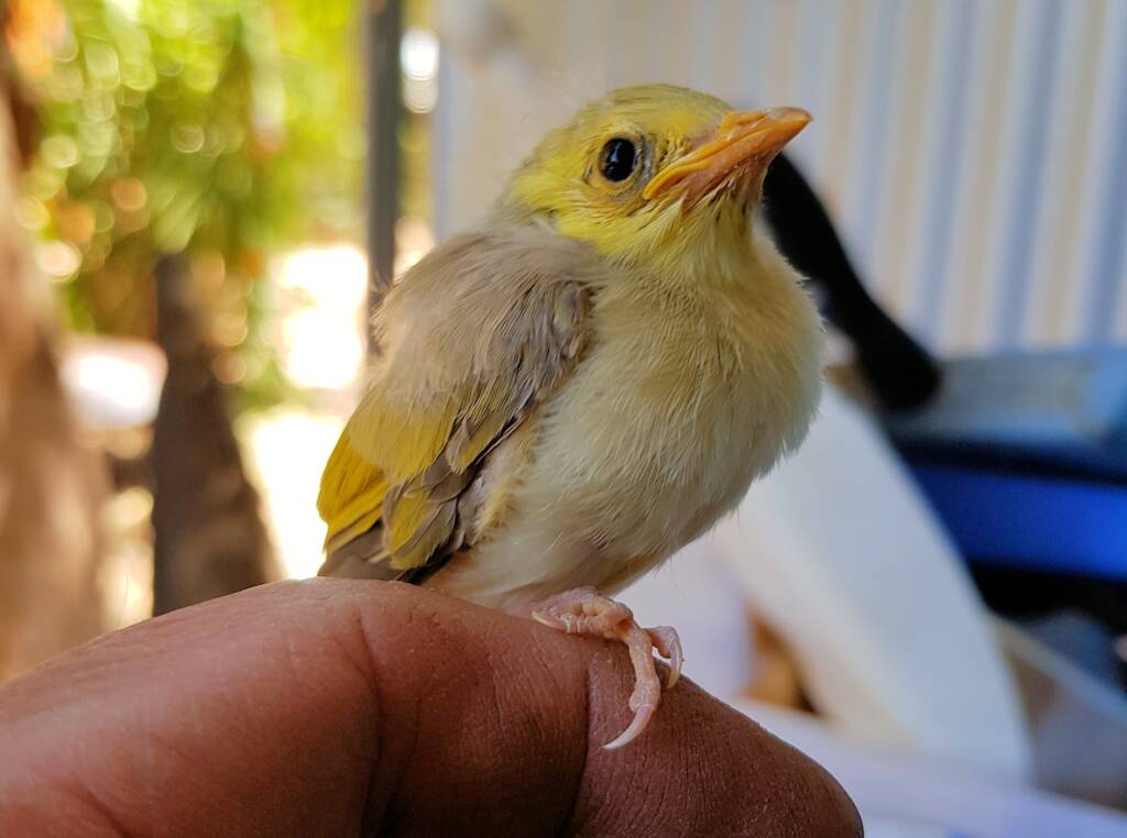 Juvenile White-plumed Honeyeater (Ptilotula penicillata), Alice Springs, NT