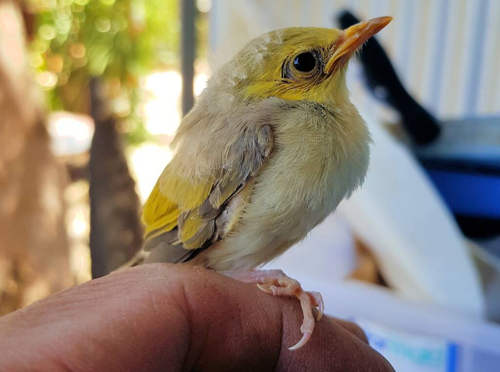 Juvenile White-plumed Honeyeater (Ptilotula penicillata), Alice Springs, NT