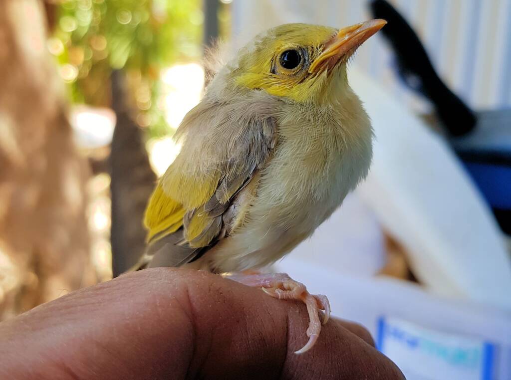Juvenile White-plumed Honeyeater (Ptilotula penicillata), Alice Springs, NT
