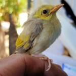 Juvenile White-plumed Honeyeater (Ptilotula penicillata), Alice Springs, NT