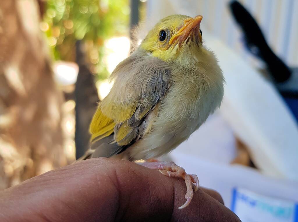 Juvenile White-plumed Honeyeater (Ptilotula penicillata), Alice Springs, NT