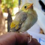 Juvenile White-plumed Honeyeater (Ptilotula penicillata), Alice Springs, NT