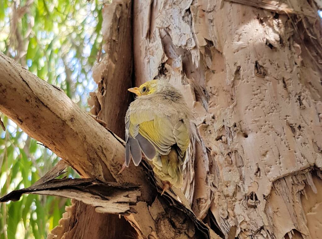 Juvenile White-plumed Honeyeater (Ptilotula penicillata), Alice Springs, NT