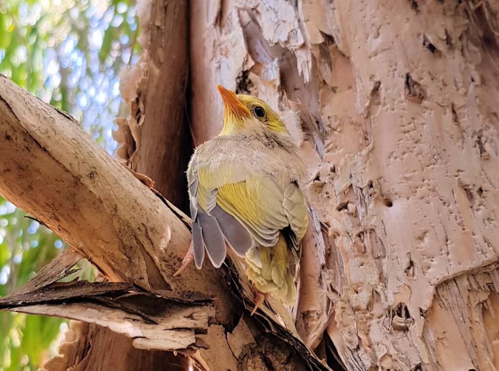 Juvenile White-plumed Honeyeater (Ptilotula penicillata), Alice Springs, NT