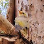 Juvenile White-plumed Honeyeater (Ptilotula penicillata), Alice Springs, NT