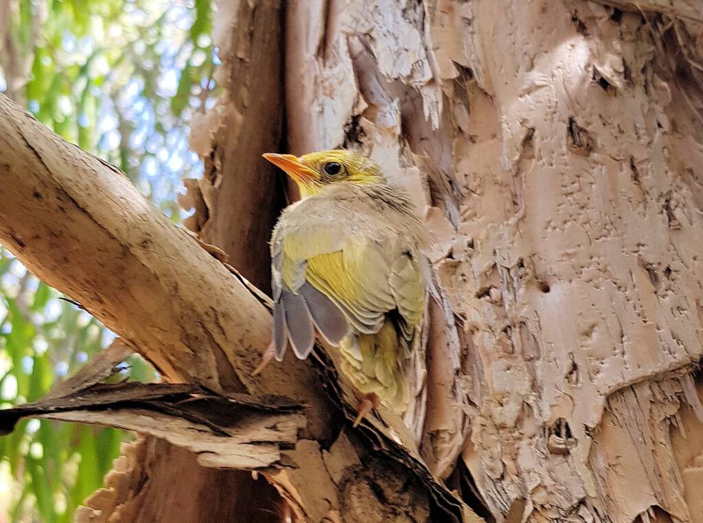 Juvenile White-plumed Honeyeater (Ptilotula penicillata), Alice Springs, NT
