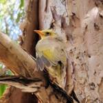 Juvenile White-plumed Honeyeater (Ptilotula penicillata), Alice Springs, NT