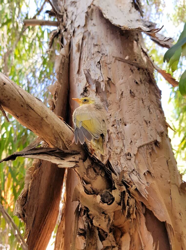Juvenile White-plumed Honeyeater (Ptilotula penicillata), Alice Springs, NT