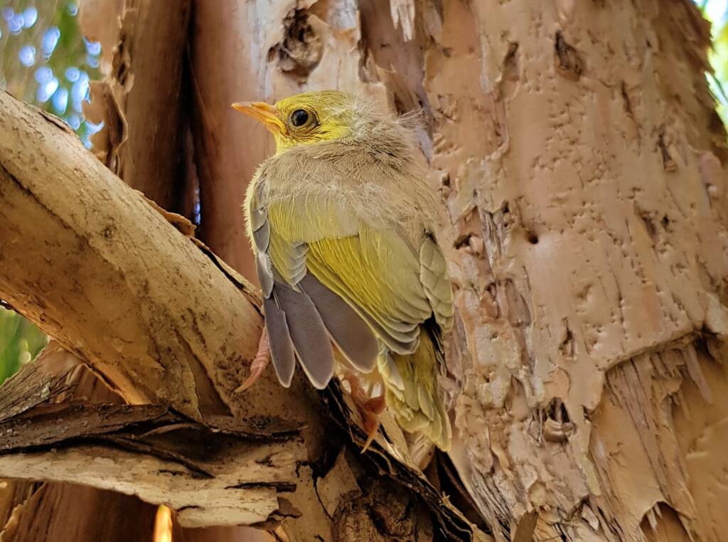 Juvenile White-plumed Honeyeater (Ptilotula penicillata), Alice Springs, NT