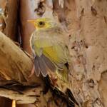 Juvenile White-plumed Honeyeater (Ptilotula penicillata), Alice Springs, NT