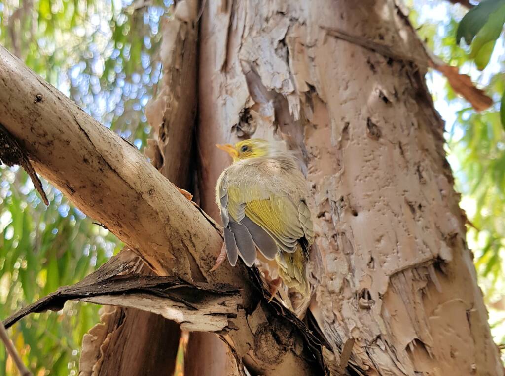 Juvenile White-plumed Honeyeater (Ptilotula penicillata), Alice Springs, NT