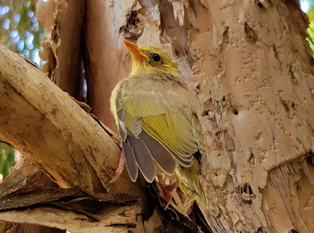 Juvenile White-plumed Honeyeater (Ptilotula penicillata), Alice Springs, NT