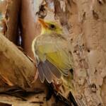 Juvenile White-plumed Honeyeater (Ptilotula penicillata), Alice Springs, NT