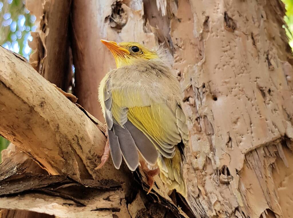 Juvenile White-plumed Honeyeater (Ptilotula penicillata), Alice Springs, NT