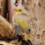 Juvenile White-plumed Honeyeater (Ptilotula penicillata), Alice Springs, NT
