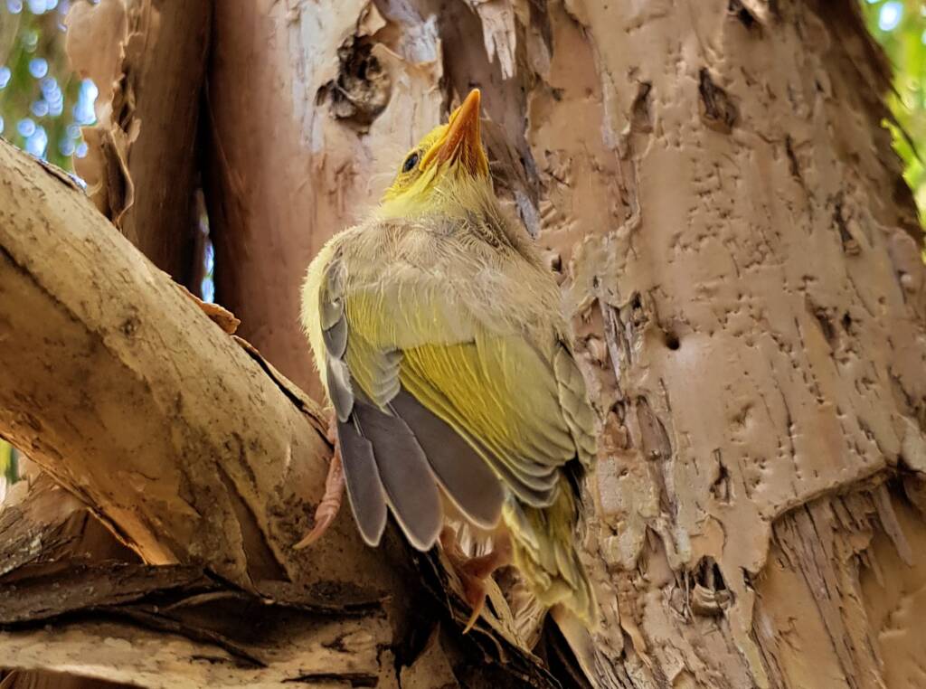 Juvenile White-plumed Honeyeater (Ptilotula penicillata), Alice Springs, NT