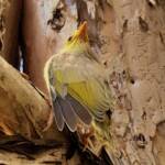 Juvenile White-plumed Honeyeater (Ptilotula penicillata), Alice Springs, NT