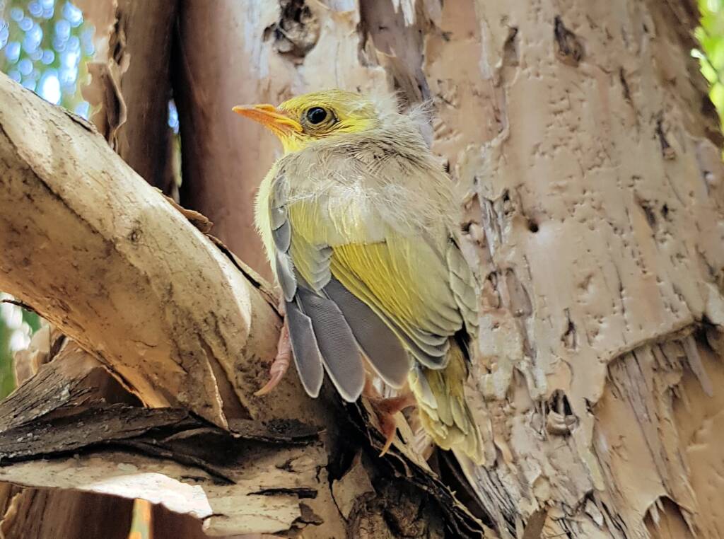 Juvenile White-plumed Honeyeater (Ptilotula penicillata), Alice Springs, NT