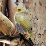 Juvenile White-plumed Honeyeater (Ptilotula penicillata), Alice Springs, NT