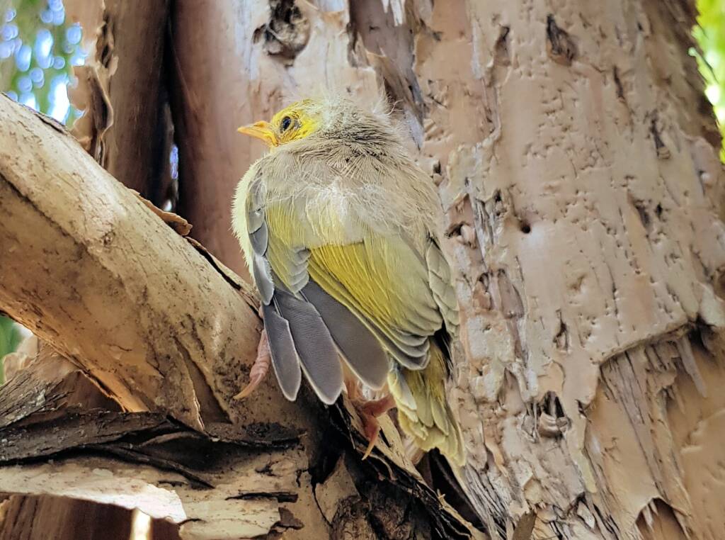 Juvenile White-plumed Honeyeater (Ptilotula penicillata), Alice Springs, NT