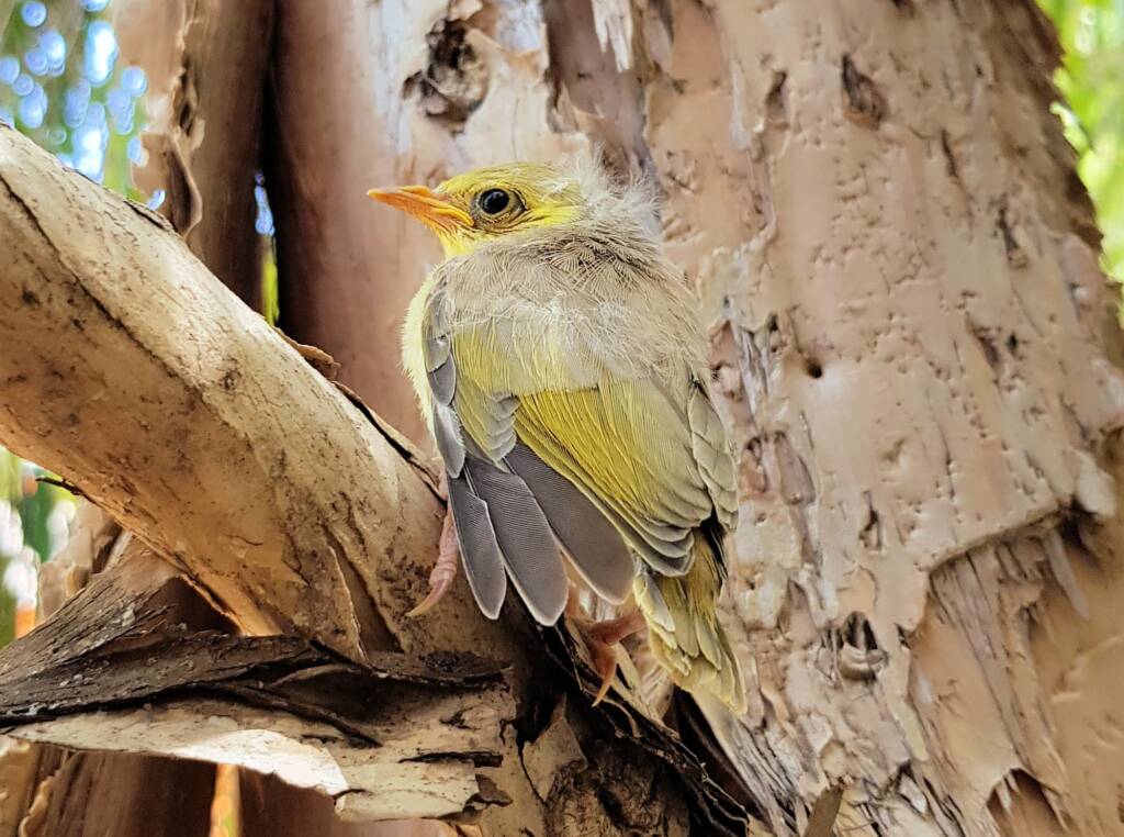 Juvenile White-plumed Honeyeater (Ptilotula penicillata), Alice Springs, NT