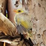 Juvenile White-plumed Honeyeater (Ptilotula penicillata), Alice Springs, NT