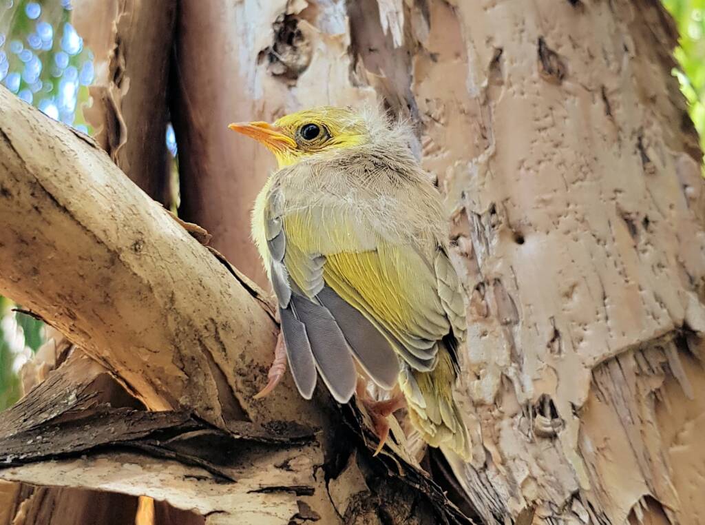 Juvenile White-plumed Honeyeater (Ptilotula penicillata), Alice Springs, NT