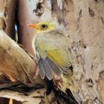 Juvenile White-plumed Honeyeater (Ptilotula penicillata), Alice Springs, NT