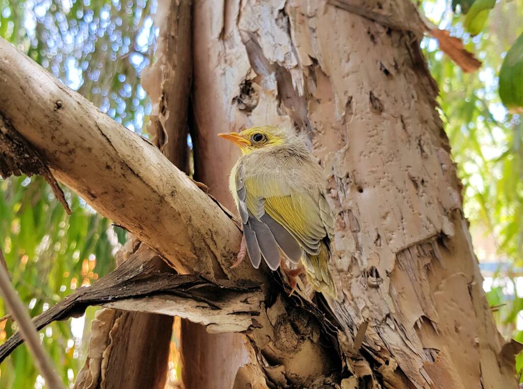 Juvenile White-plumed Honeyeater (Ptilotula penicillata), Alice Springs, NT