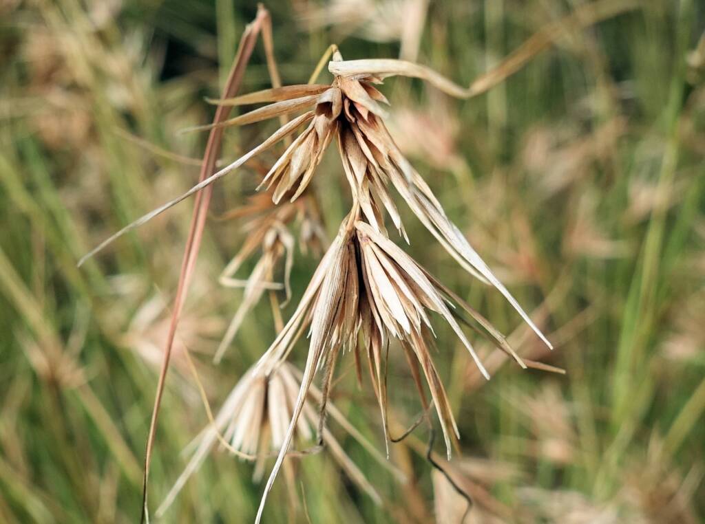 Kangaroo Grass (Themeda triandra), Alice Springs, NT