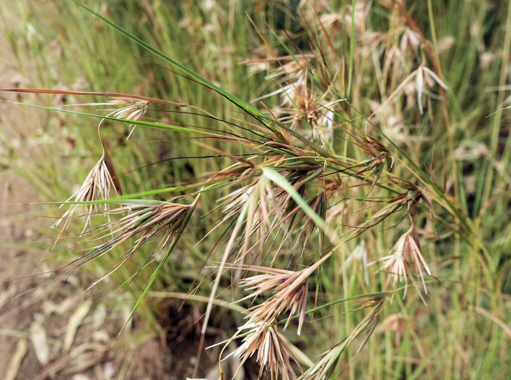 Kangaroo Grass (Themeda triandra), Alice Springs, NT