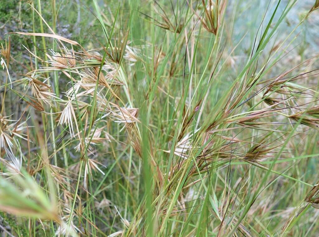 Kangaroo Grass (Themeda triandra), Alice Springs, NT