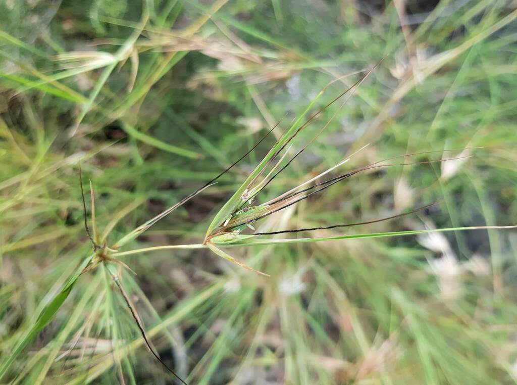 Kangaroo Grass (Themeda triandra), Alice Springs, NT