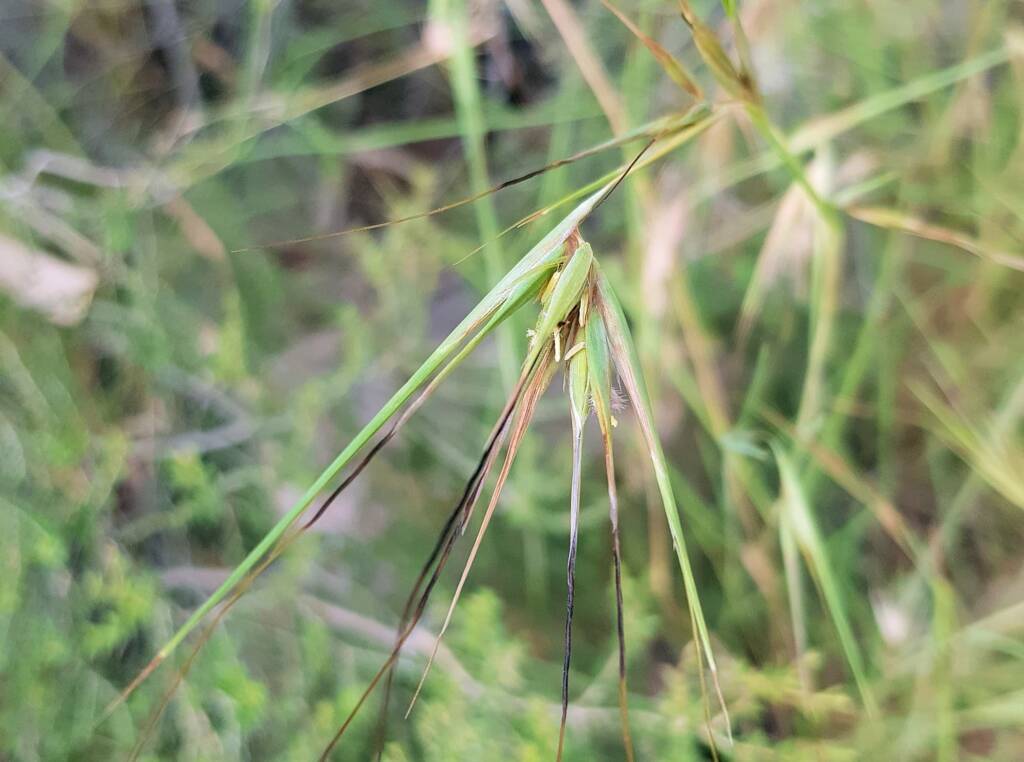 Kangaroo Grass (Themeda triandra), Alice Springs, NT