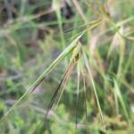 Kangaroo Grass (Themeda triandra), Alice Springs, NT