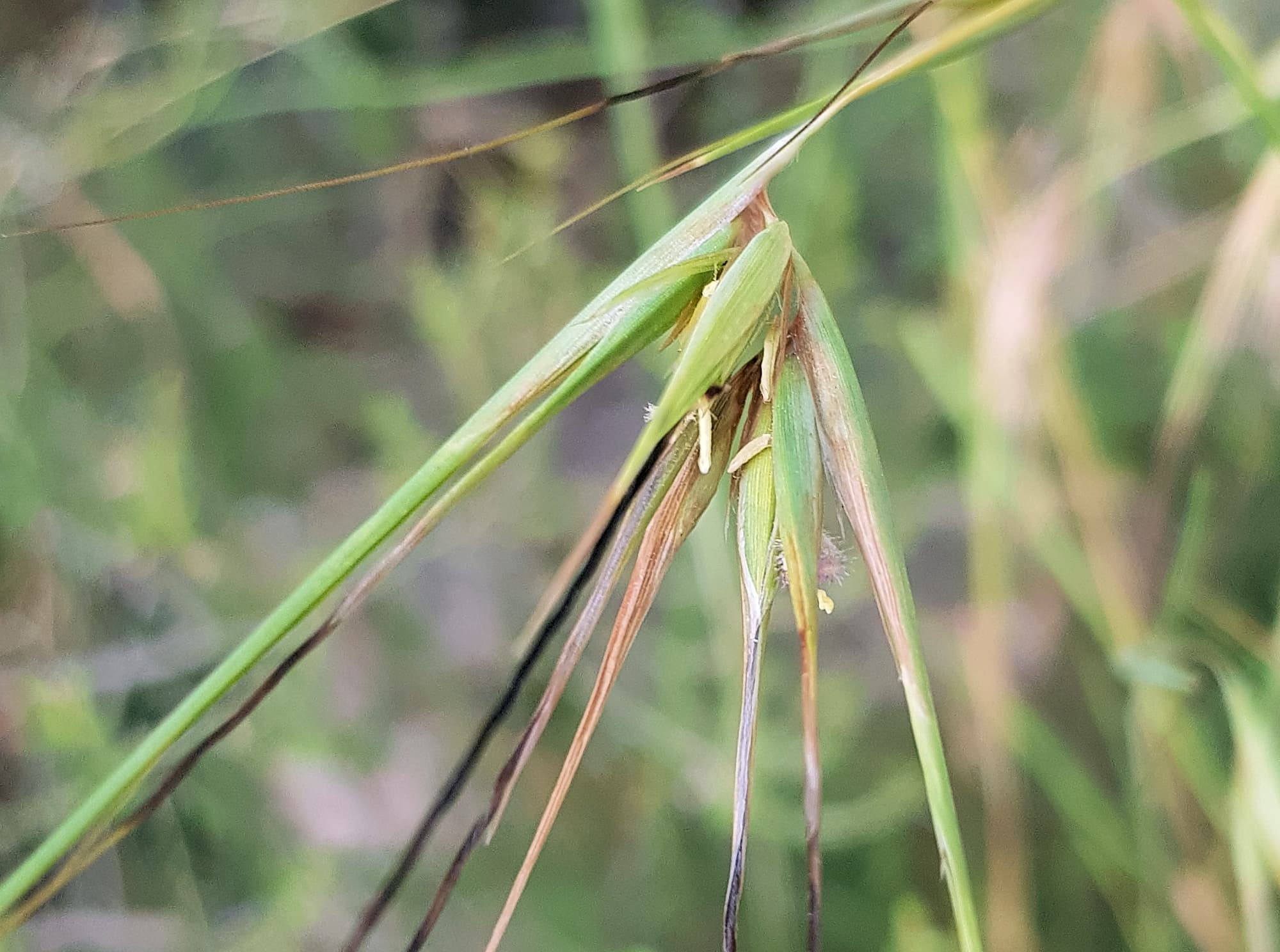 Kangaroo Grass (Themeda triandra), Alice Springs, NT