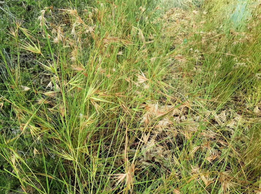 Kangaroo Grass (Themeda triandra), Alice Springs, NT