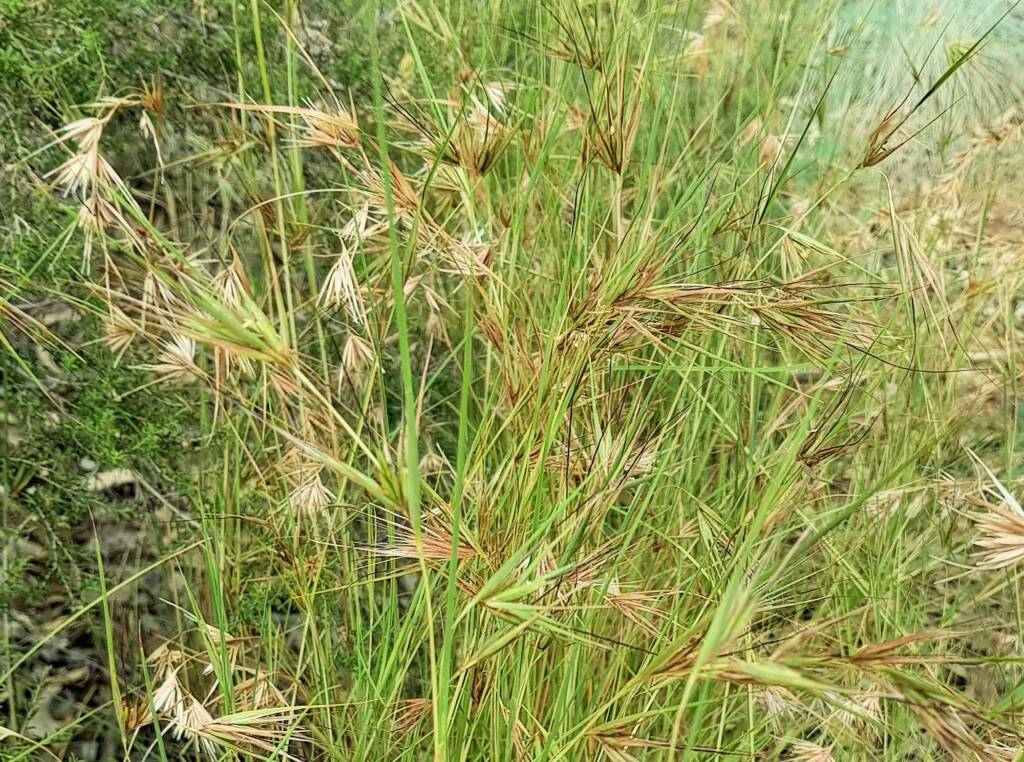 Kangaroo Grass (Themeda triandra), Alice Springs, NT