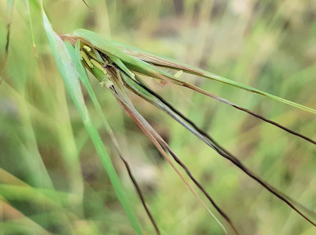 Kangaroo Grass (Themeda triandra), Alice Springs, NT