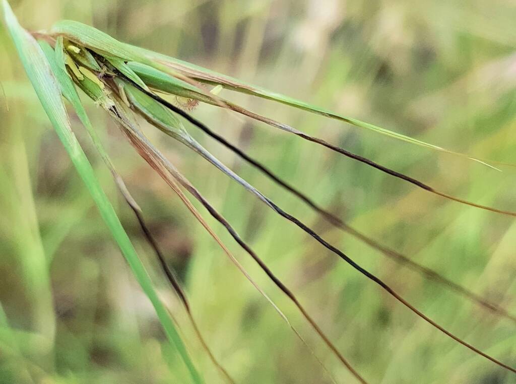 Kangaroo Grass (Themeda triandra), Alice Springs, NT