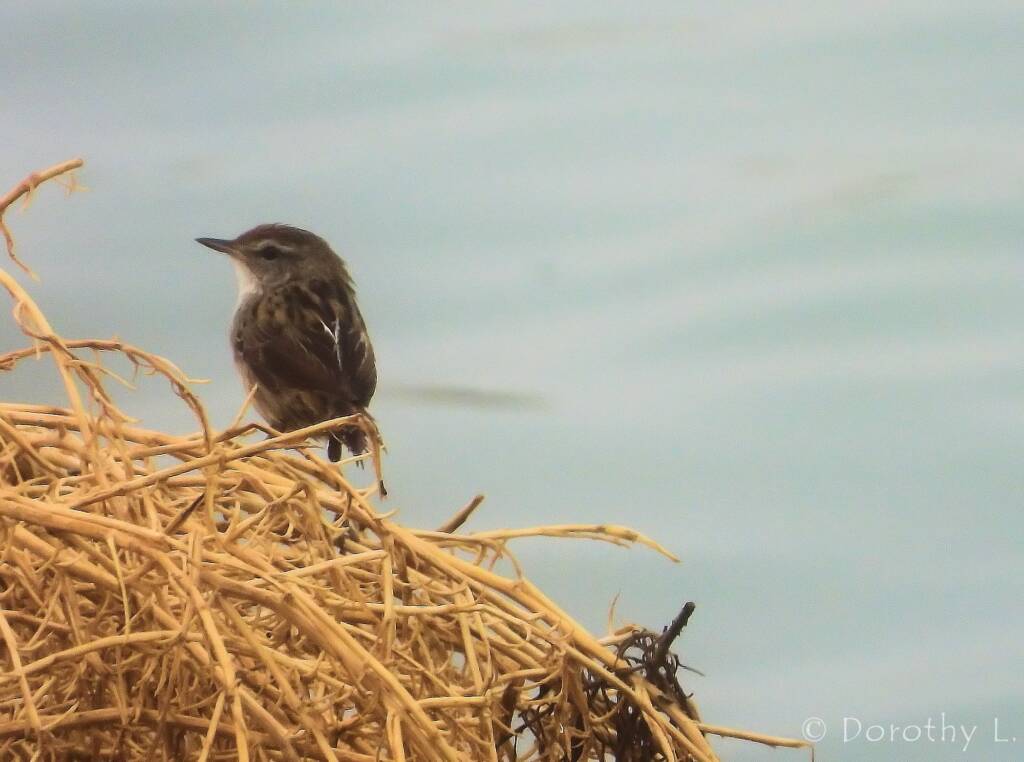 Little Grassbird (Poodytes gramineus), Alice Springs Sewage Ponds
