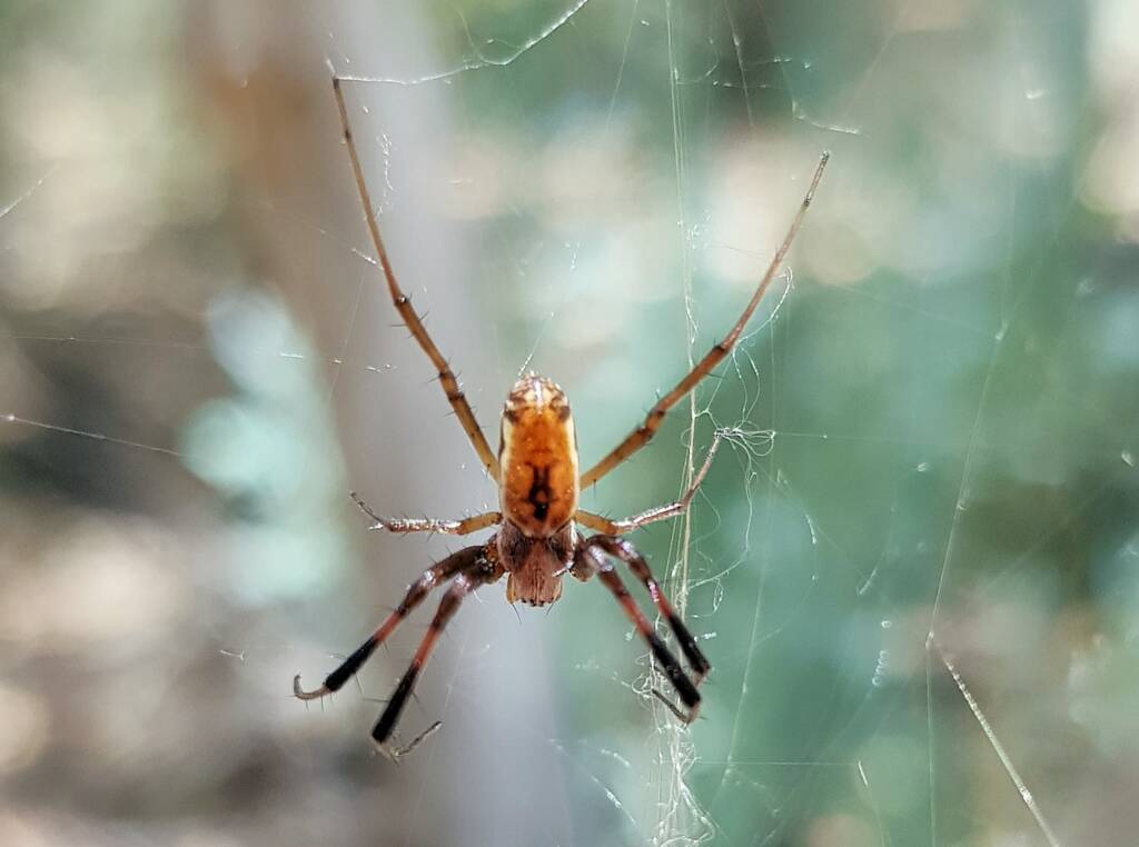 Male Australian Golden Orb Weaver Spider (Trichonephila edulis), Alice Springs Desert Park, NT