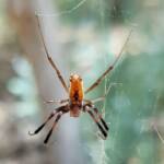 Male Australian Golden Orb Weaver Spider (Trichonephila edulis), Alice Springs Desert Park, NT