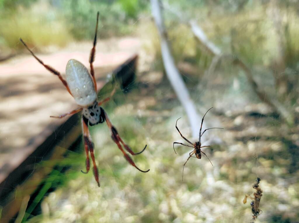 Male and female Australian Golden Orb Weaver Spider (Trichonephila edulis), Alice Springs Desert Park, NT