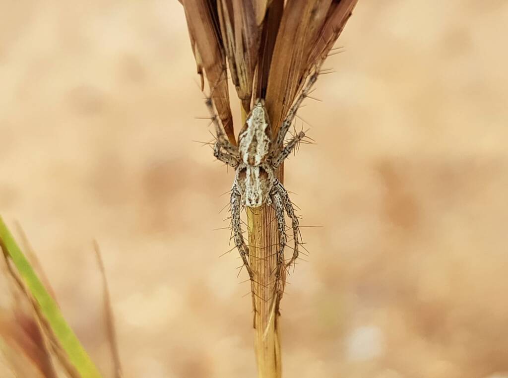Lynx Spider (Oxyopes) on Kangaroo Grass (Themeda triandra), Alice Springs, NT